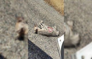 Nesli tehlike altındaki çizgili sırtlana araç...