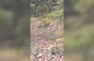 Nesli tükenen vaşak ile sohbet eden vatandaşın...