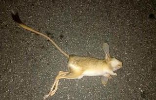 Nesli tükenmekte olan ‘Arap’ tavşanı araç...