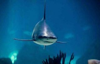 New York’ta köpekbalığı saldırısı: 1 yaralı