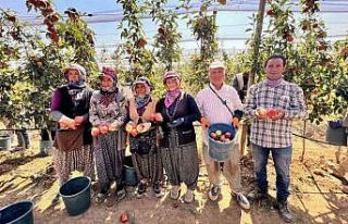 Niğde’de bu yıl 650 bin ton elma rekoltesi bekleniyor