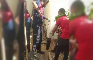 Odunlukta görülen yılan korkuttu