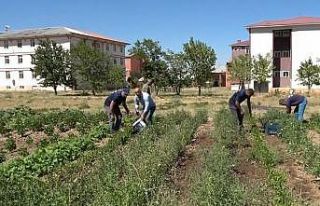 Öğrenciler, atıl durumdaki alanı tarıma kazandırdı