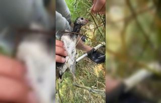 Olta iğnesi yutan yaban kuşu böyle kurtarıldı