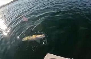 Oltayla boyu kadar Fırat turnası tuttu