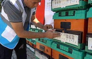 Ömrünü tamamlayan ağaçlar, kovan oluyor