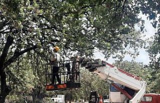Ören’de anıt ağaçlar realite ediliyor.