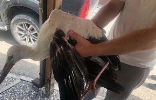 Ormancıların bulduğu yaralı leylek doğal yaşam...