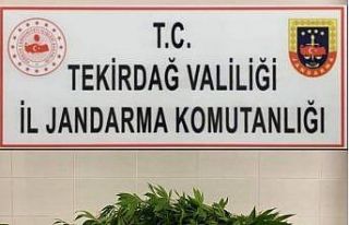 Ormanda ekili kenevir bulundu