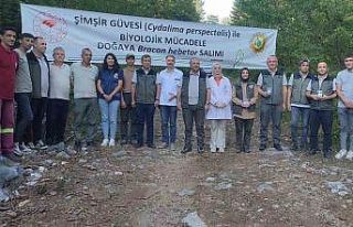 Ormanlarda şimşir güvesi zararlısı ile mücadelede...