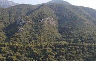 Ormanların koruyucu kartalları iş başında