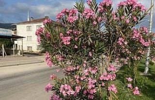 Orta refüj adeta canlandı rengarenk oldu