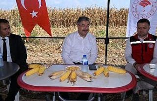 Osmaniye mısır üretiminde Türkiye’de 6. sırada