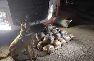 Osmaniye’de arpa yüklü tırda 40 kilo skunk ele...