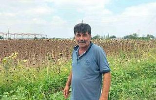 Osmaniye’de ayçiçeği hasadı başladı
