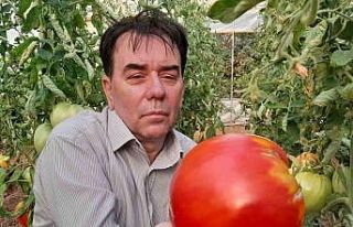 (ÖZEL) Bu yılın hedefi 1,8 kilogramlık domates