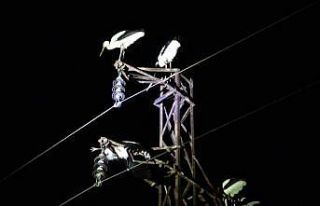 (ÖZEL) Göç yolunda mola veren onlarca leylek telef...