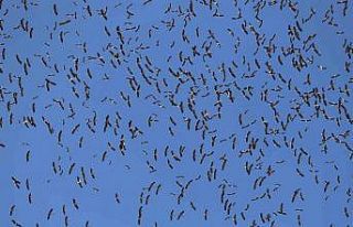 (Özel) Leyleklerin göç yolculuğu... Bursa semalarında...