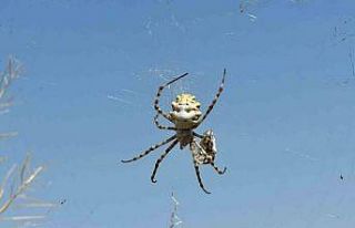 (ÖZEL) Örümceği görünce tarlasına girmeye korkar...