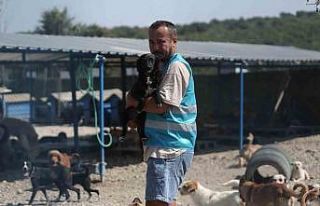 (Özel) Pandemide dost ve arkadaş olan cins köpekler...