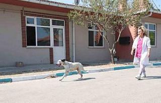 (Özel) Protez patili ‘Benek’ yürümeye başladı