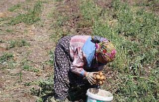 Patates diyarı Bolu’da hasat başladı