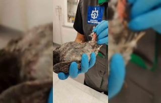 Patlamada yaralanan güvercinler emin ellerde