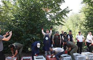 Popülasyonu azalıyordu, 500 sülün doğa ile buluştu