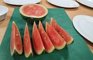 Rus bilim adamları Antarktika’da karpuz yetiştirdi