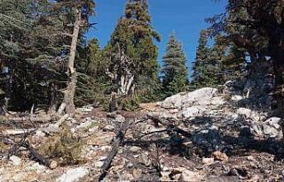 Saimbeyli’de çıkan orman yangını söndürüldü