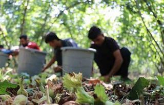 Sakarya’da fındık hasadı