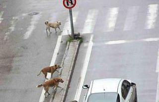 Samsun Valiliği’nden ‘sokak hayvanları’ kararı