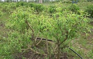 Samsun’da 33,5 milyon tıbbi ve aromatik sebze fidesi...