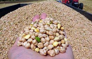 San hastalığı ve aşırı sıcak, nohutta verimi...