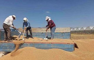Sandıklı’da arpa ve buğday alımı sürüyor