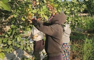 Şanlıurfa ve Siirt fıstığına rakip: Diyarbakır...
