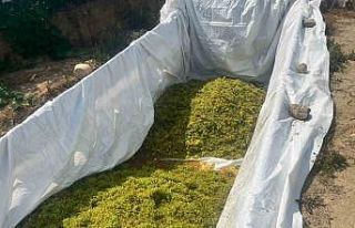 Sarıgöl’de şaraplık üzüm alımlarına başlandı
