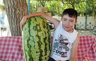Sarıgöllü üretici devasa karpuz yetiştirdi