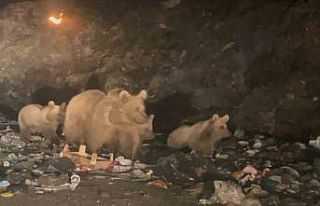 Sarıkamış’ta ayılar ’çöplük ayısı’...