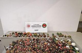Sarp Sınır Kapısı’nda kaktüs kaçakçılığına...