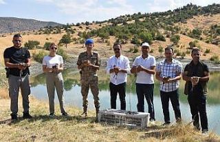 Sason’da 60 sülün doğaya salındı