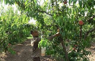 Şeftalide bu yıl rekolte düşük ama kalite iyi