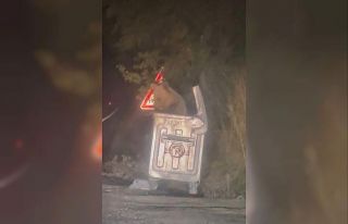 Şehre inen ayı çöpten karnını doyurdu