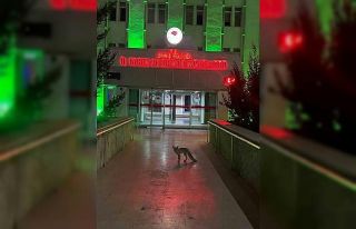 Şehre inen tilkinin beklediği yer düşündürdü