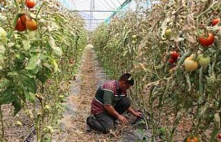 Seralara çakallardan sonra yaban domuzları dadandı