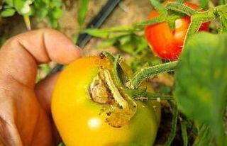 Seralarda Yeşil Kurt mücadelesi