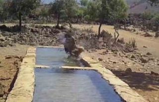 Serinlemek isteyen yabani hayvanlar yalağa girdi,...