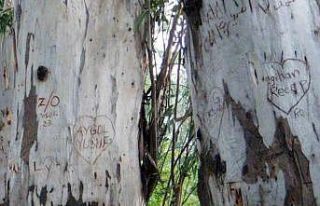 Sevgi yolunun okaliptüs ağaçları ’ilanı aşk...