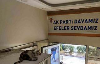 Sevimli kedi sıcak havadan parti binasına sığınarak...