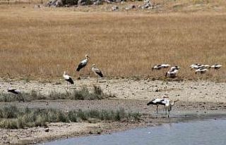 Sıcak havalar büyük göçe hazırlanan leylekleri...